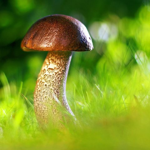 Zdjęcie: Ogród jadalny dla początkujących: warzywa i zioła krok po kroku